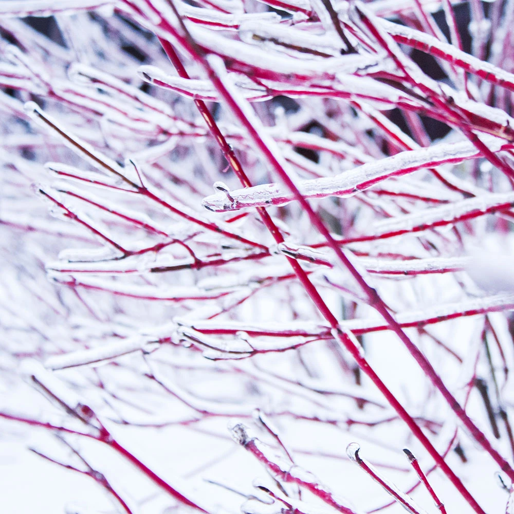 Ivory Halo Dogwood Shrub - Image 3