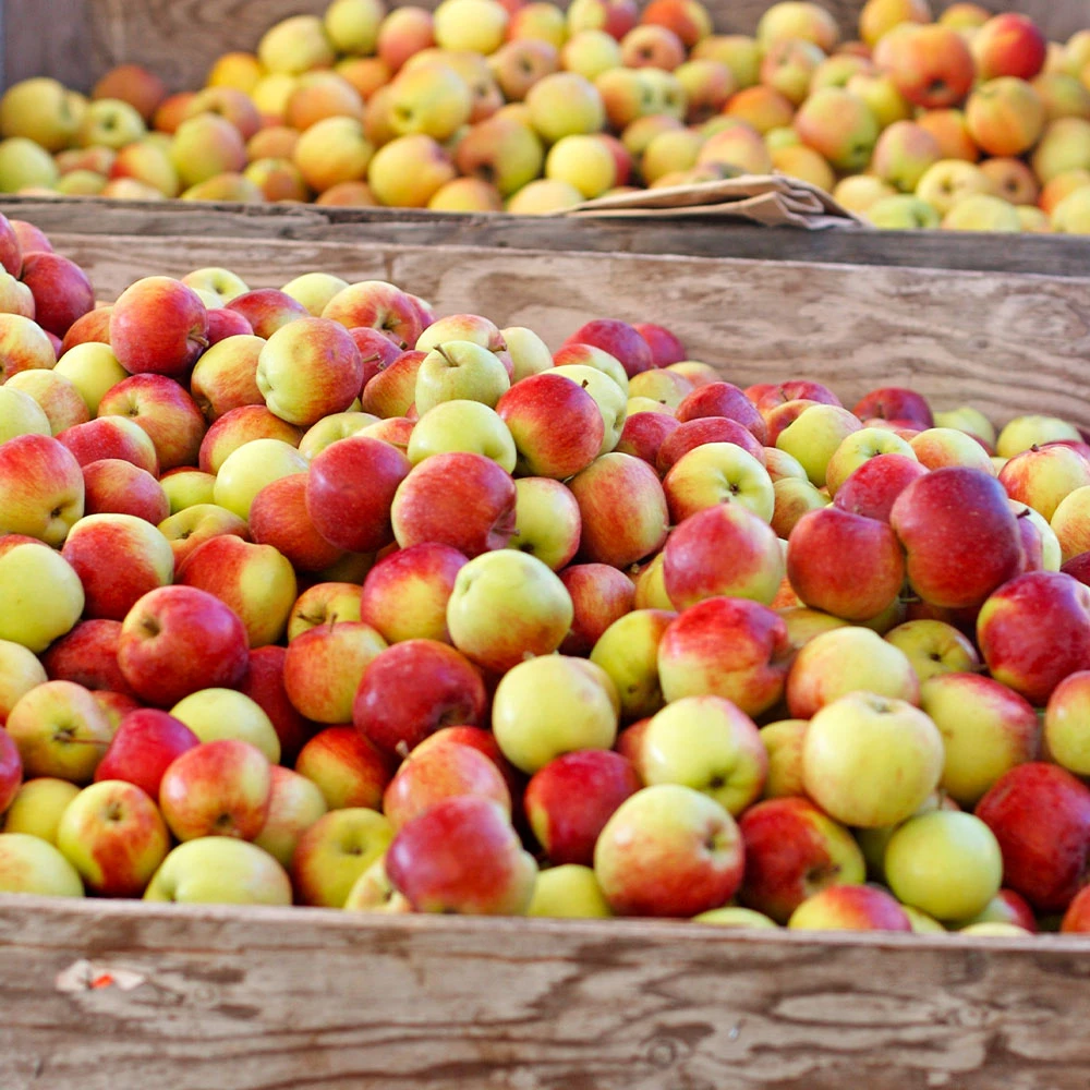 Jonagold Apple Tree - Image 3