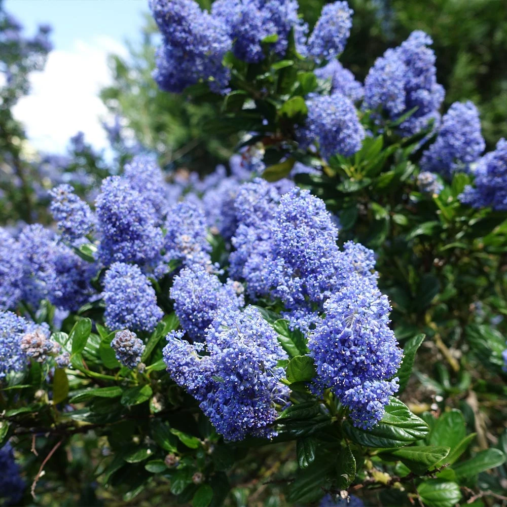 Creeping Mountain Lilac - Image 3