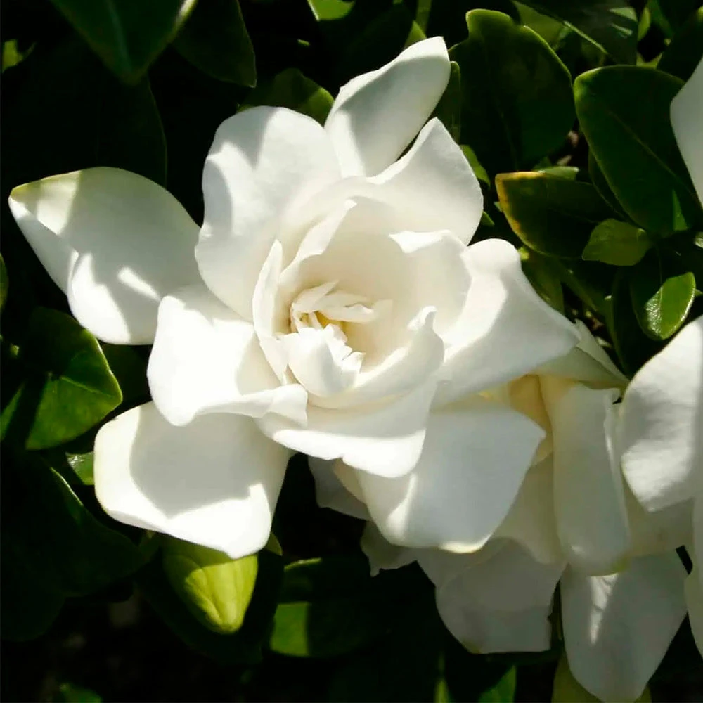Jubilation™ Gardenia Shrub - Image 4