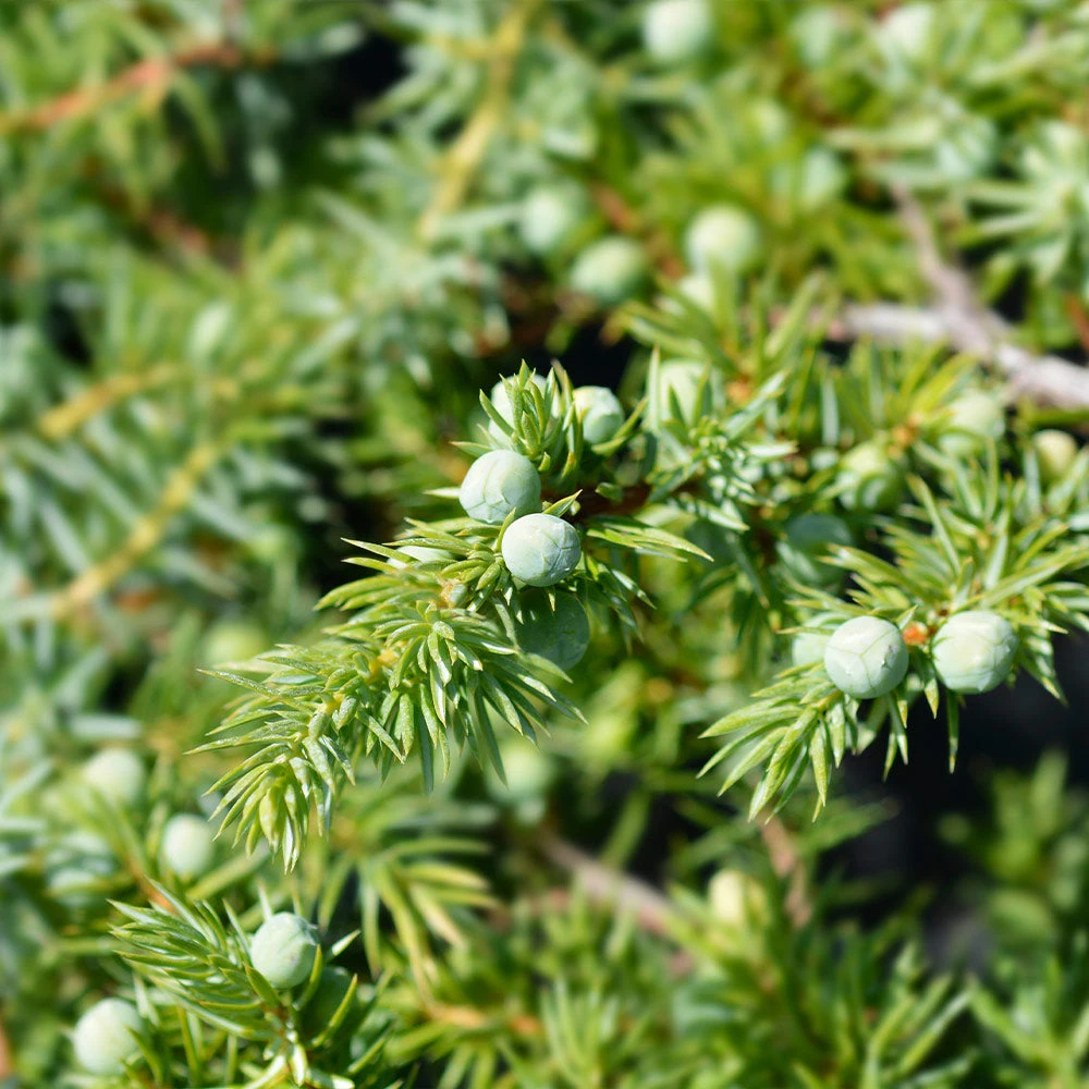 Blue Pacific Juniper - Image 3