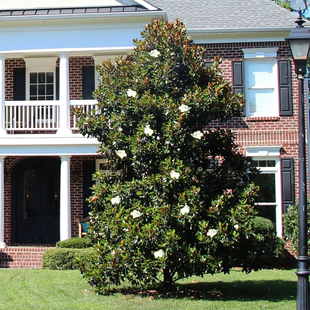 Kay Parris Magnolia - Image 2