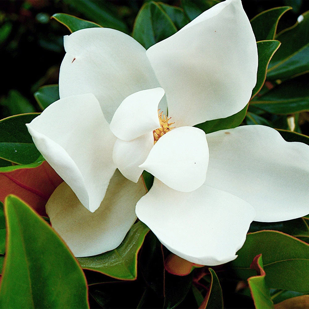 Kay Parris Magnolia - Image 3