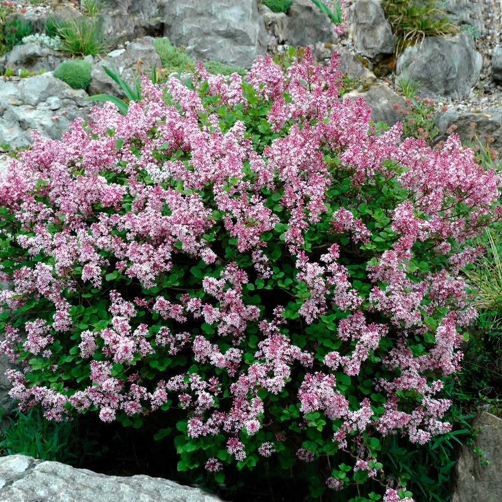 Dwarf Korean Lilac Shrub - Image 2