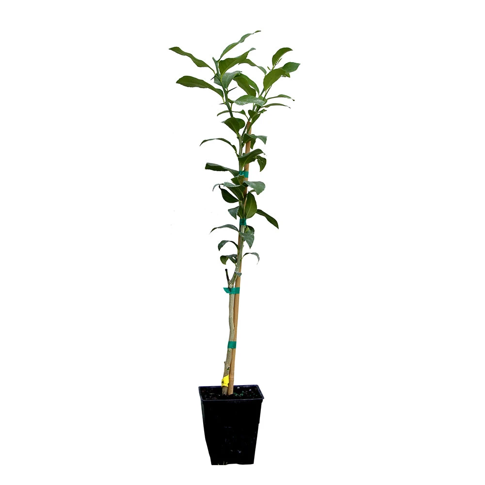 Key Lime Tree - Image 8