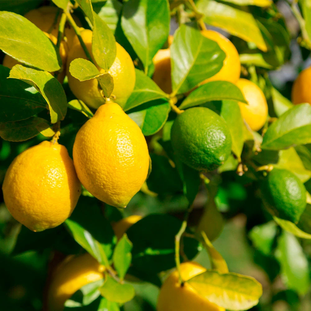 Lemon-Lime Citrus Bush - Image 2
