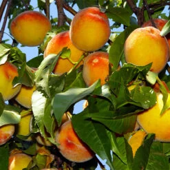 Loring Peach Tree (USDA Organic)