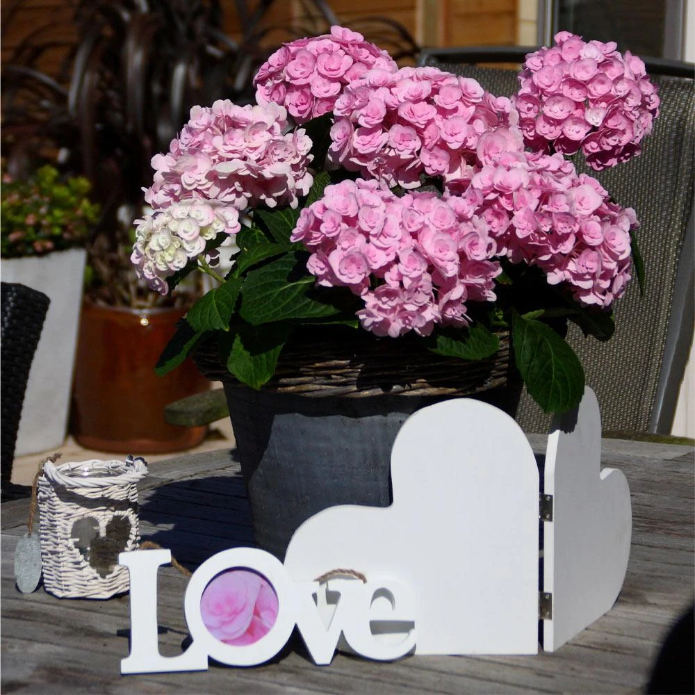 Love Hydrangea - Image 2