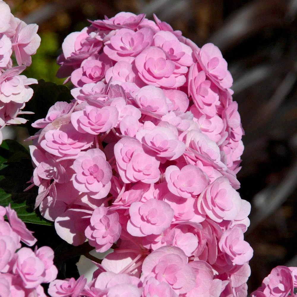 Love Hydrangea - Image 3