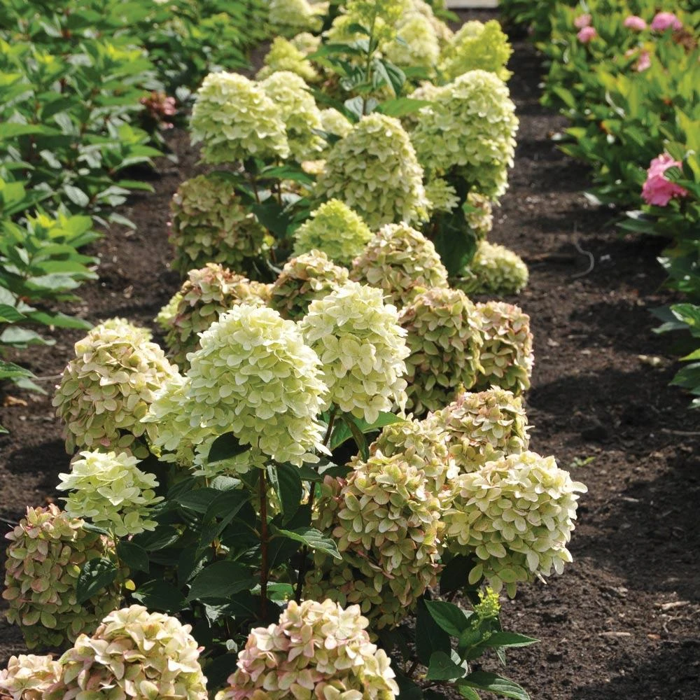 Magical® Candle Hydrangea Shrub - Image 3