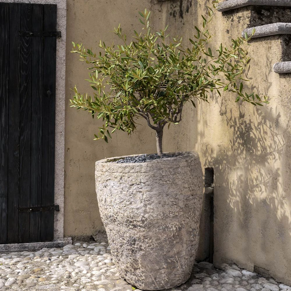 Maurino Olive Tree - Image 4