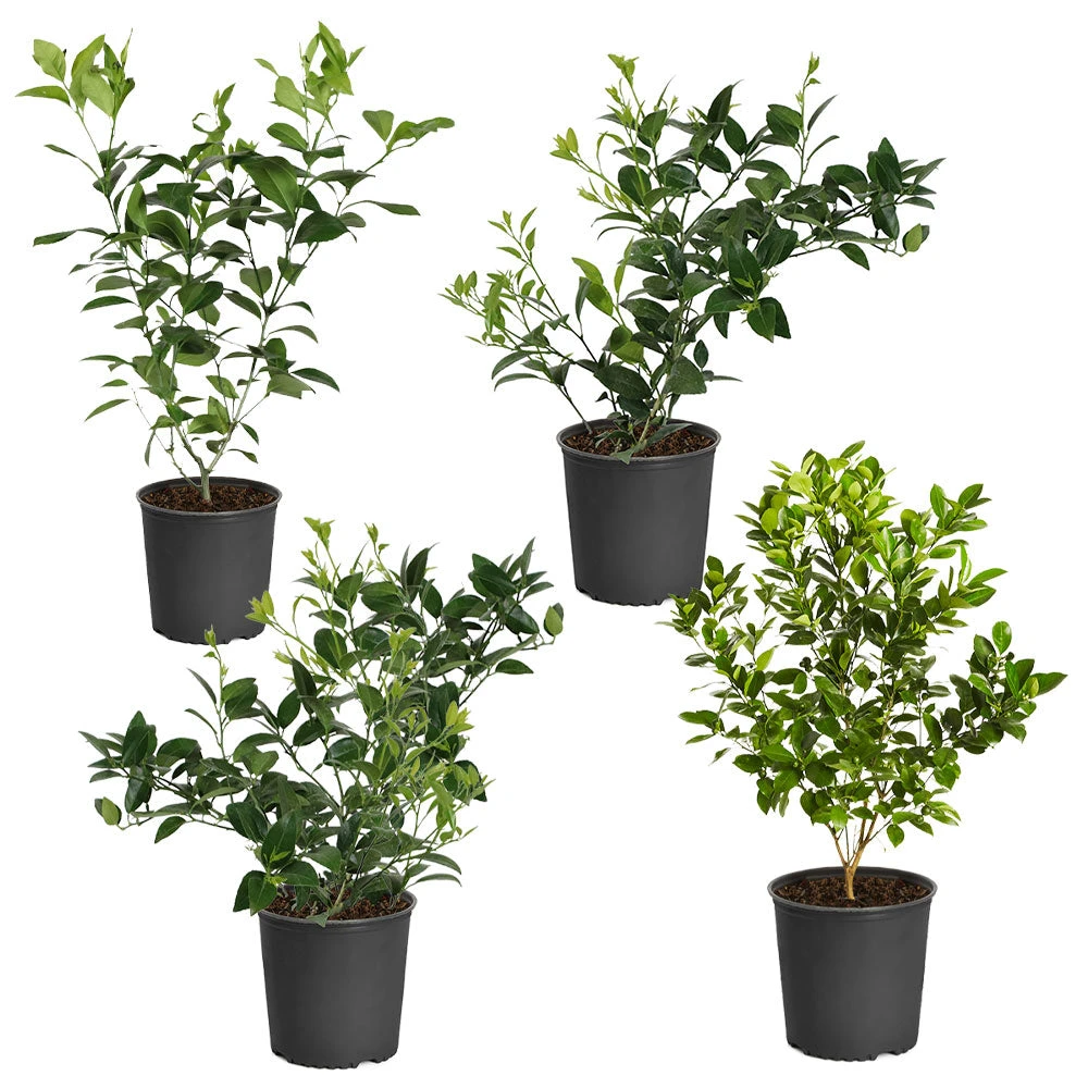 Citrus Bush Variety Kit - Image 2