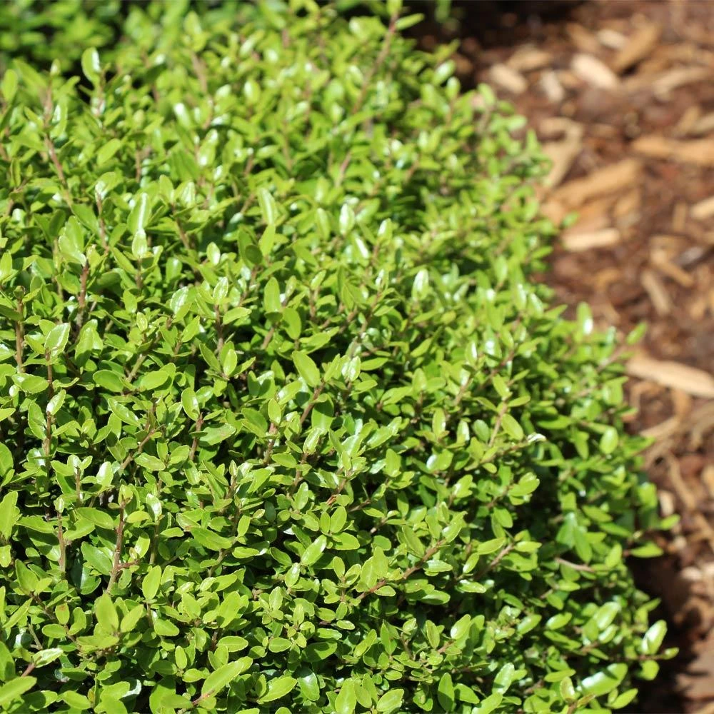Micron® Holly Shrub - Image 3