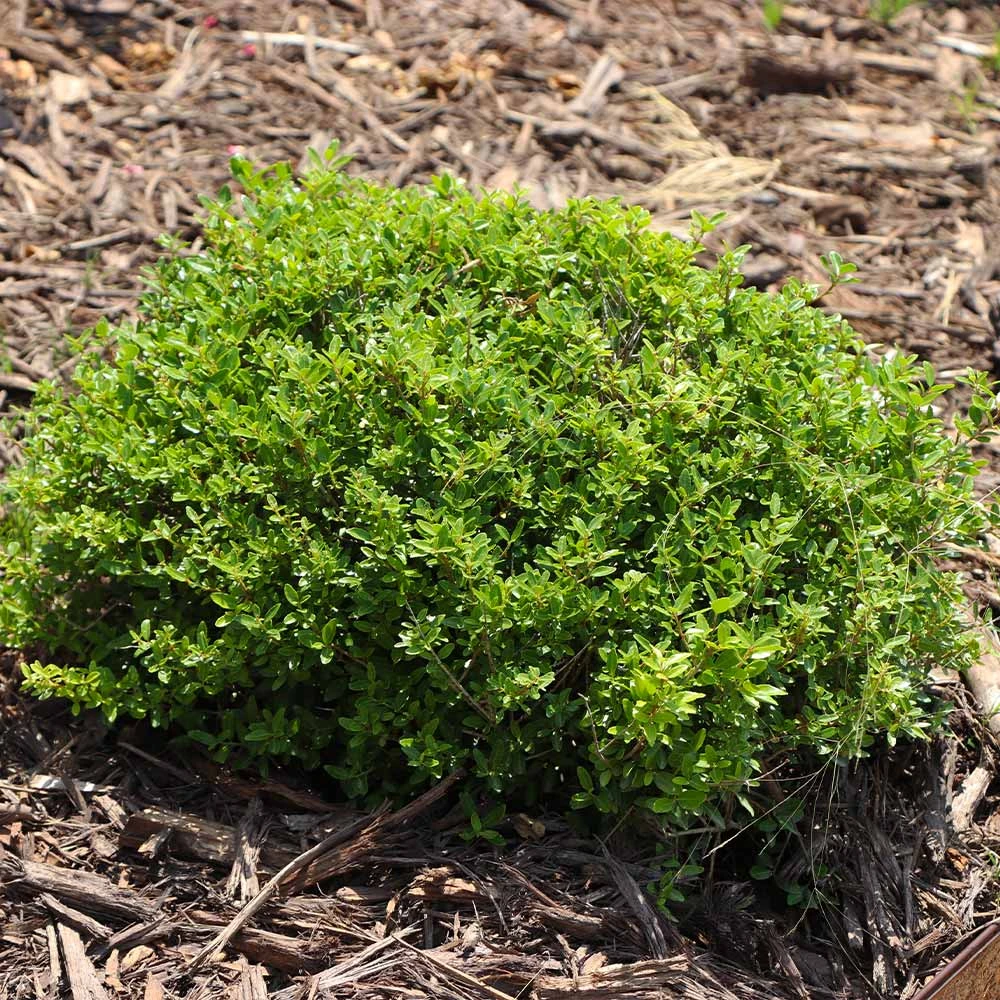 Micron® Holly Shrub - Image 5