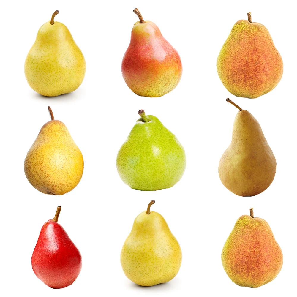 3-in-1 Pear Tree - Image 2