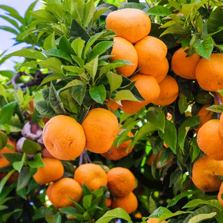 Murcott Honey Mandarin Tree - Image 3
