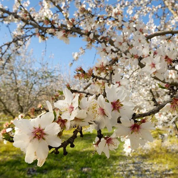 NE Plus Almond Tree - Image 2