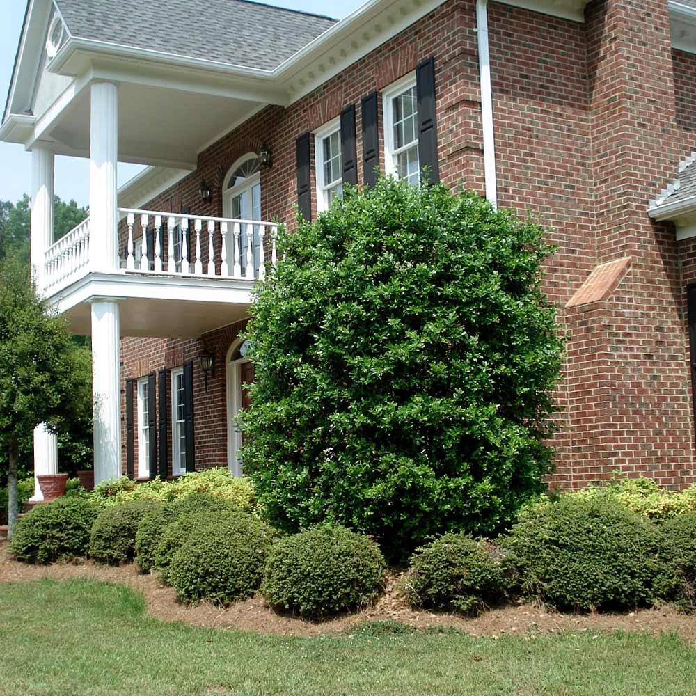 Nellie Stevens Holly - Image 6