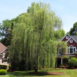 Niobe Golden Weeping Willow