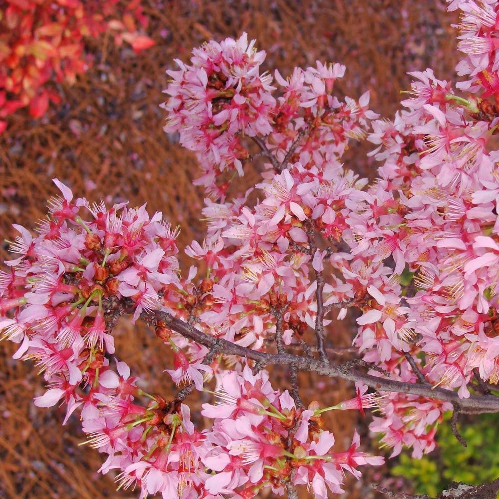 Okame Cherry Tree - Image 6