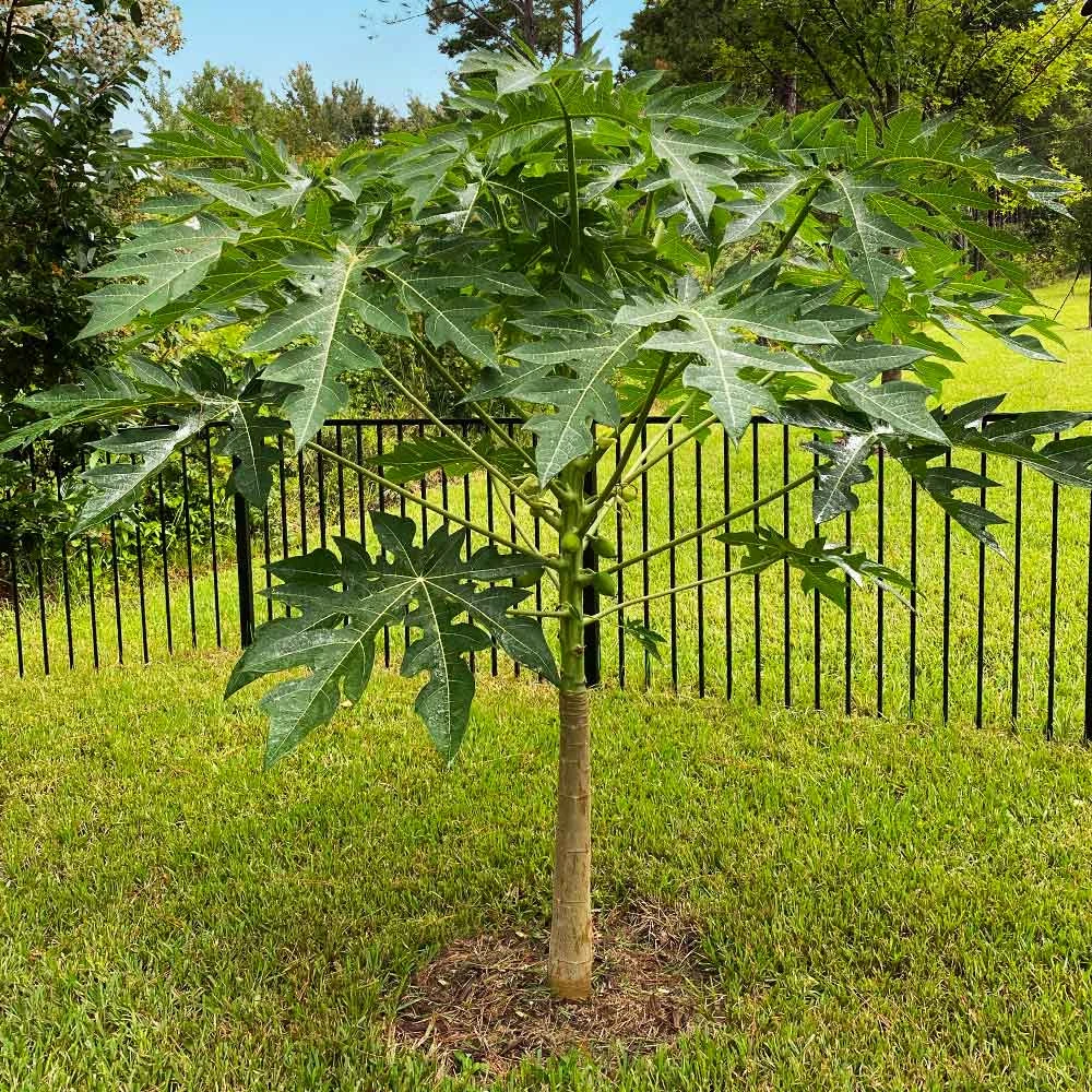 Papaya Tree - Image 7