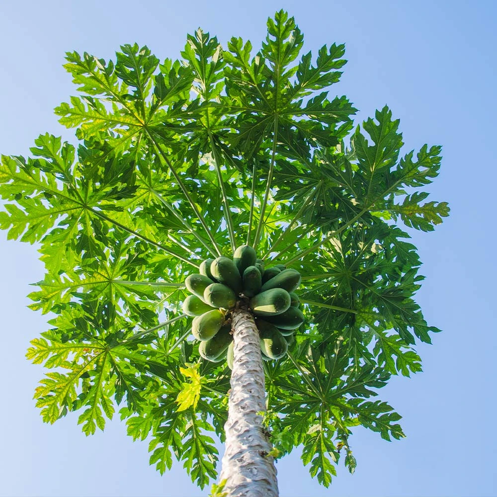 Papaya Tree - Image 2