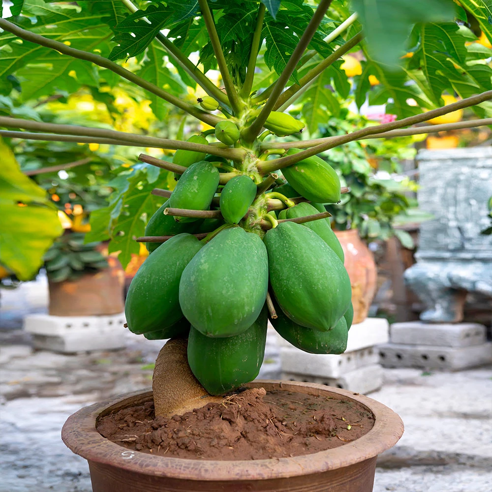 Papaya Tree - Image 4