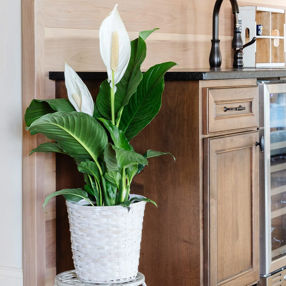 Peace Lily Plant - Image 2