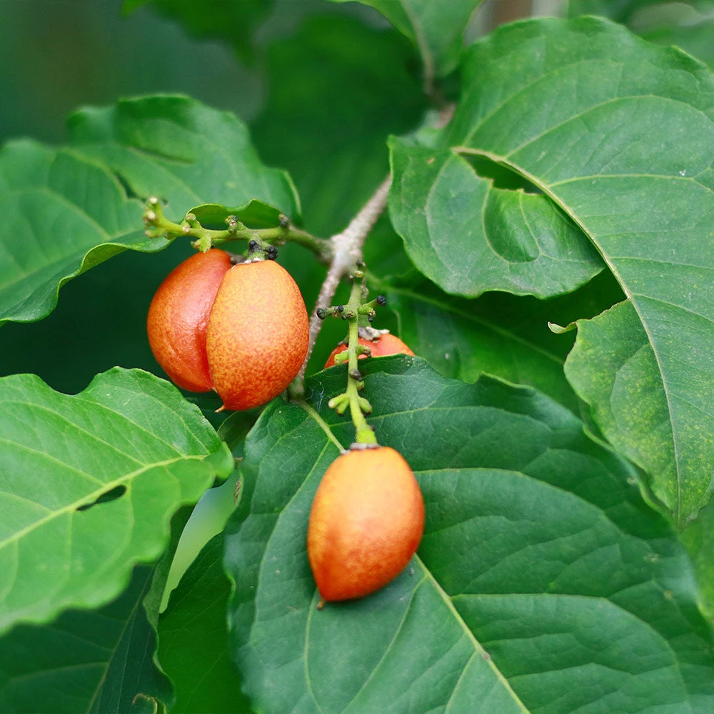 Peanut Butter Fruit Tree - Image 3