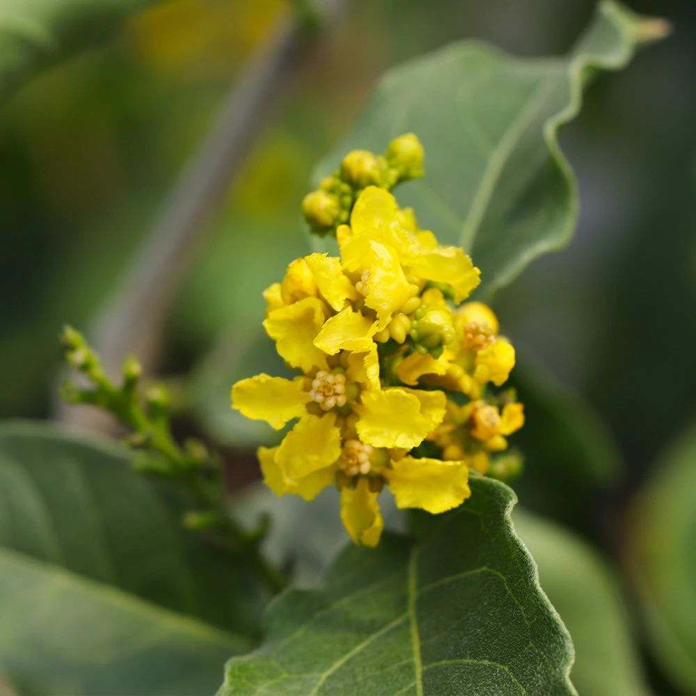 Peanut Butter Fruit Tree - Image 5