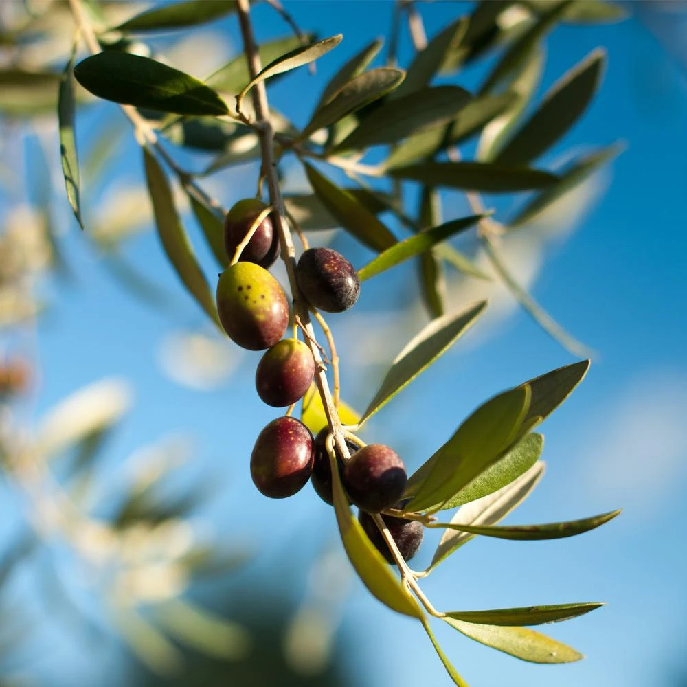 Pendolino Olive Tree - Image 3
