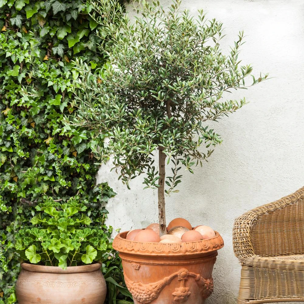 Pendolino Olive Tree - Image 2