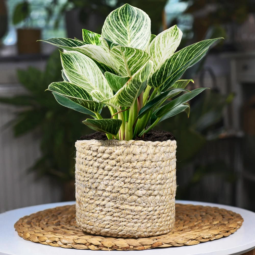 Rare House Plant Kit - Image 4