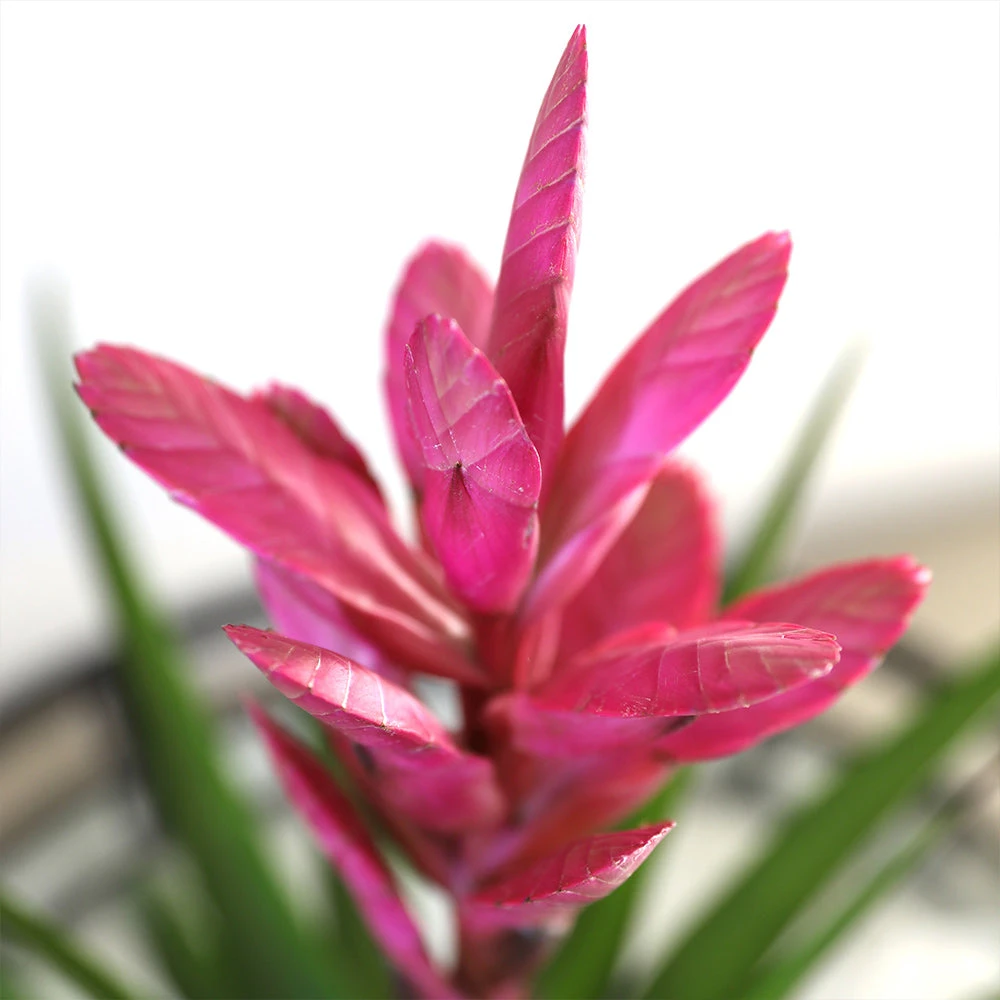 5-Inch Bromeliad In Decorative Pot - Image 5