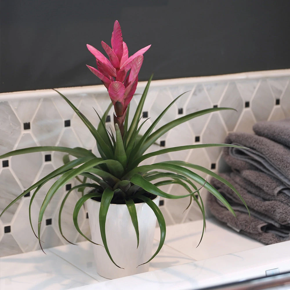 5-Inch Bromeliad In Decorative Pot - Image 2