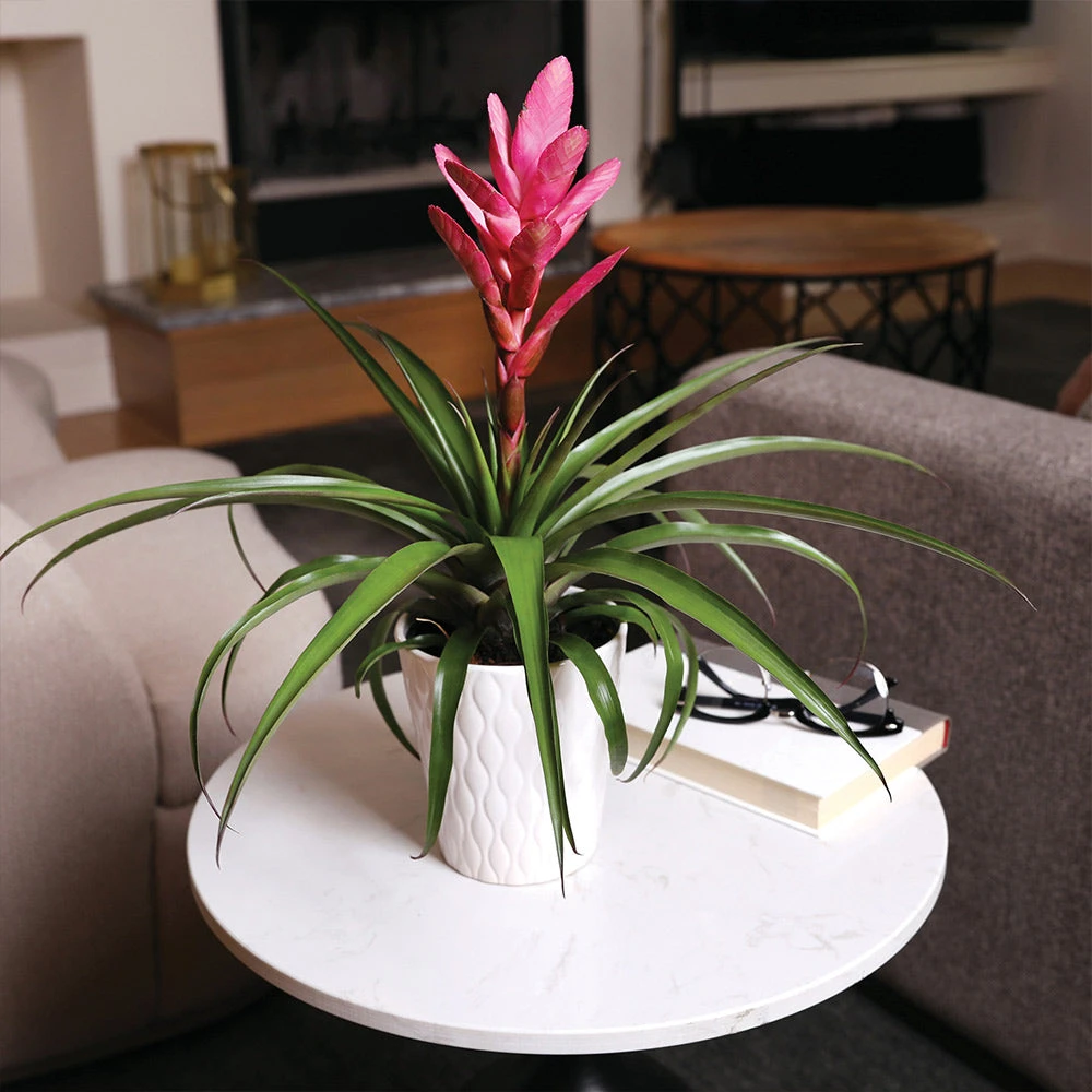 5-Inch Bromeliad In Decorative Pot - Image 6