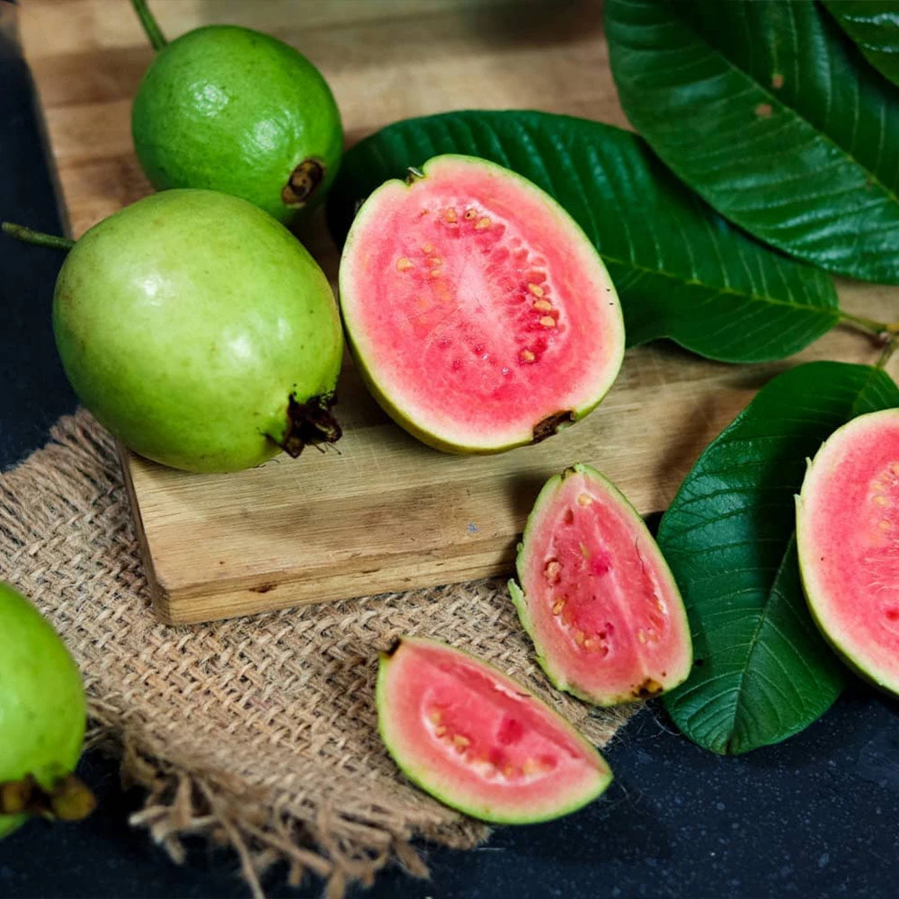 Tropical Pink Guava Tree - Image 2