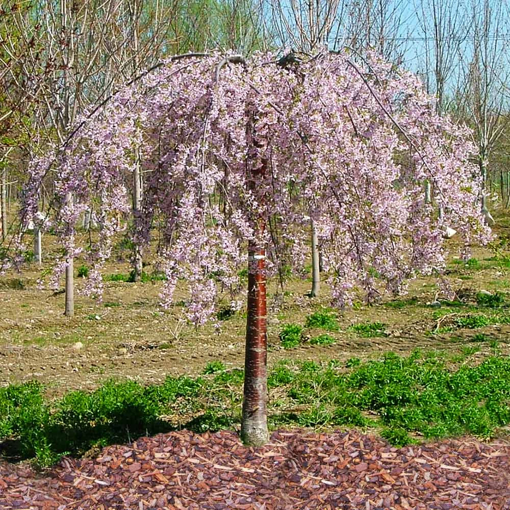 Pink Snow Showers™ Weeping Cherry Tree - Image 3