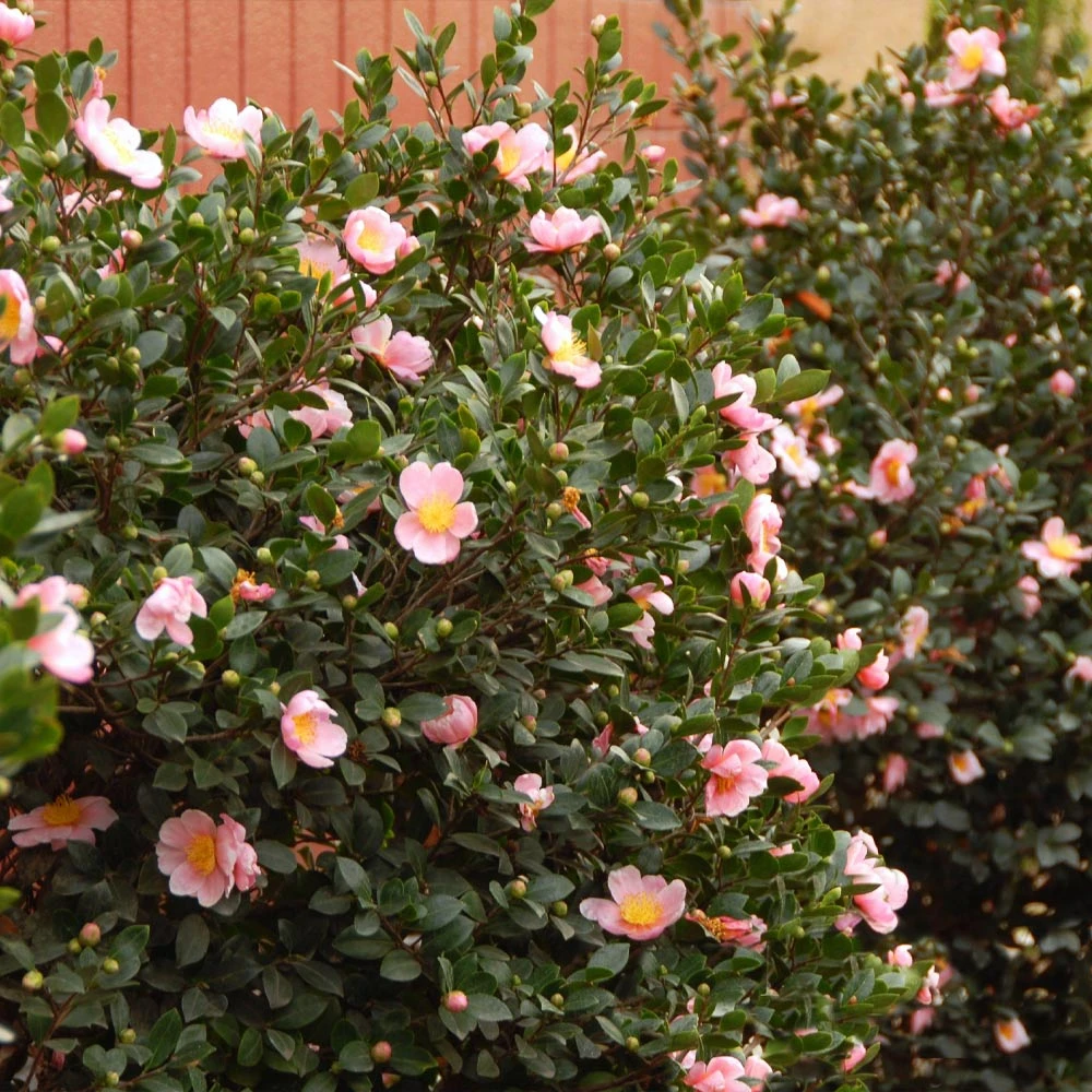 Pink-A-Boo® Camellia Shrub - Image 2