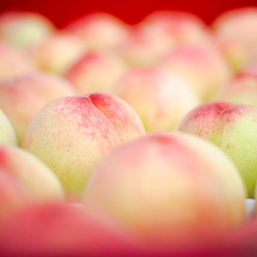 Polly Peach Tree - Image 3