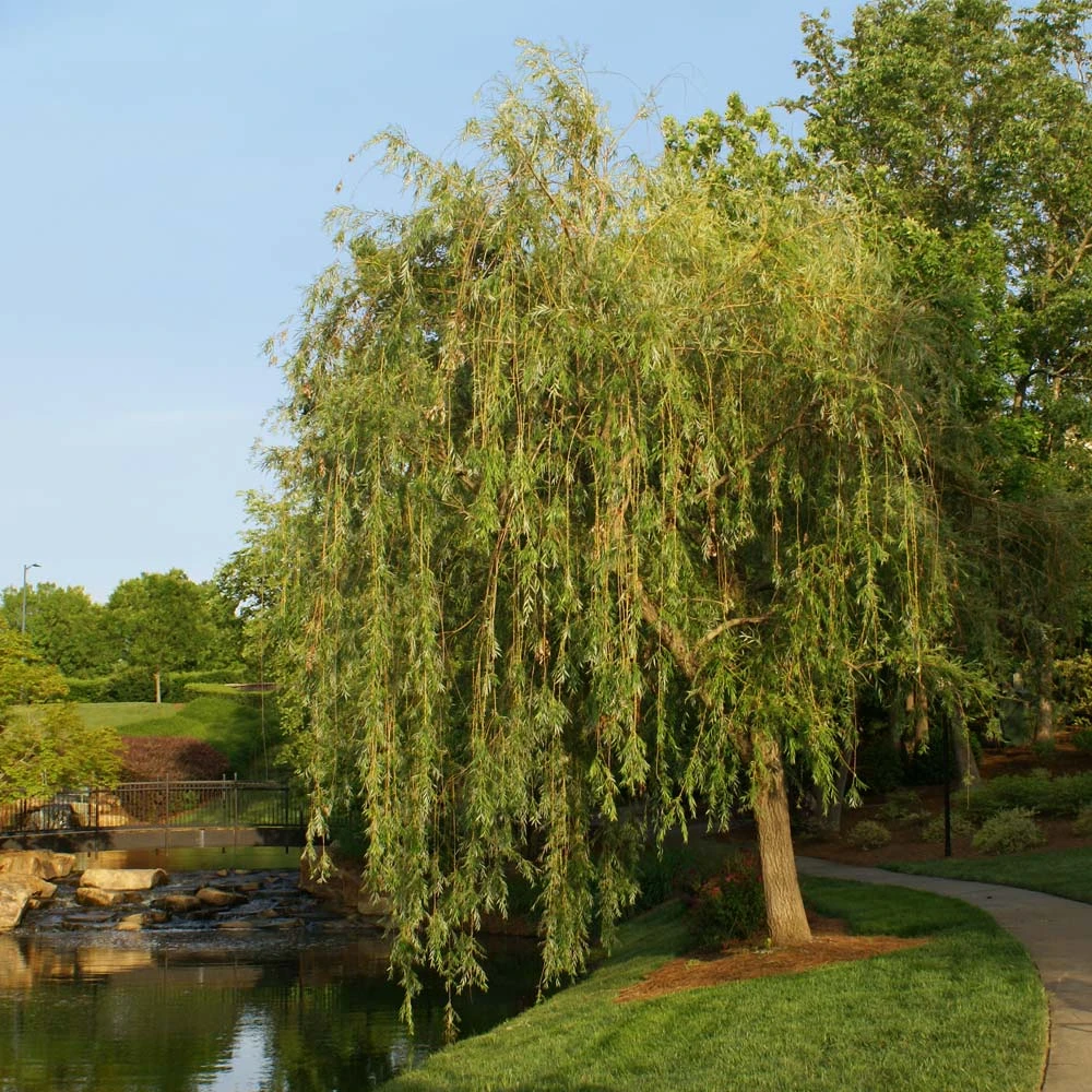 Prairie Cascade Weeping Willow - Image 2