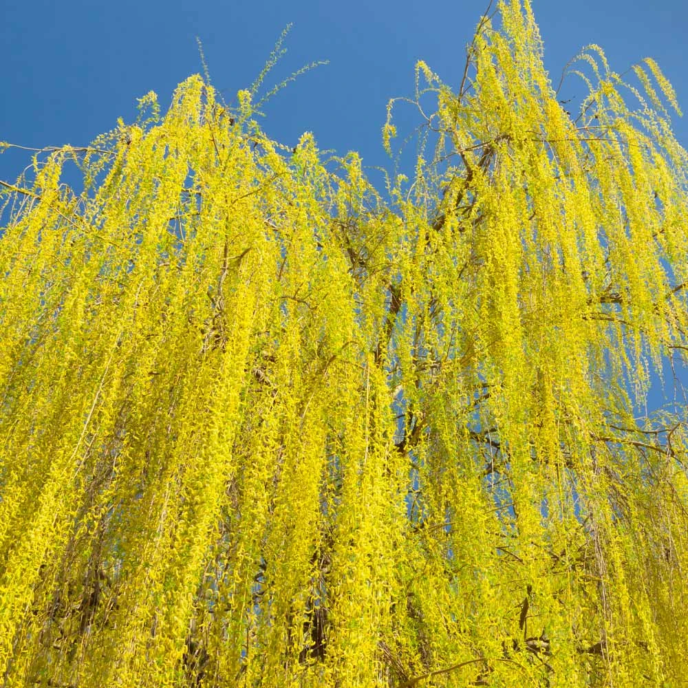 Prairie Cascade Weeping Willow - Image 3