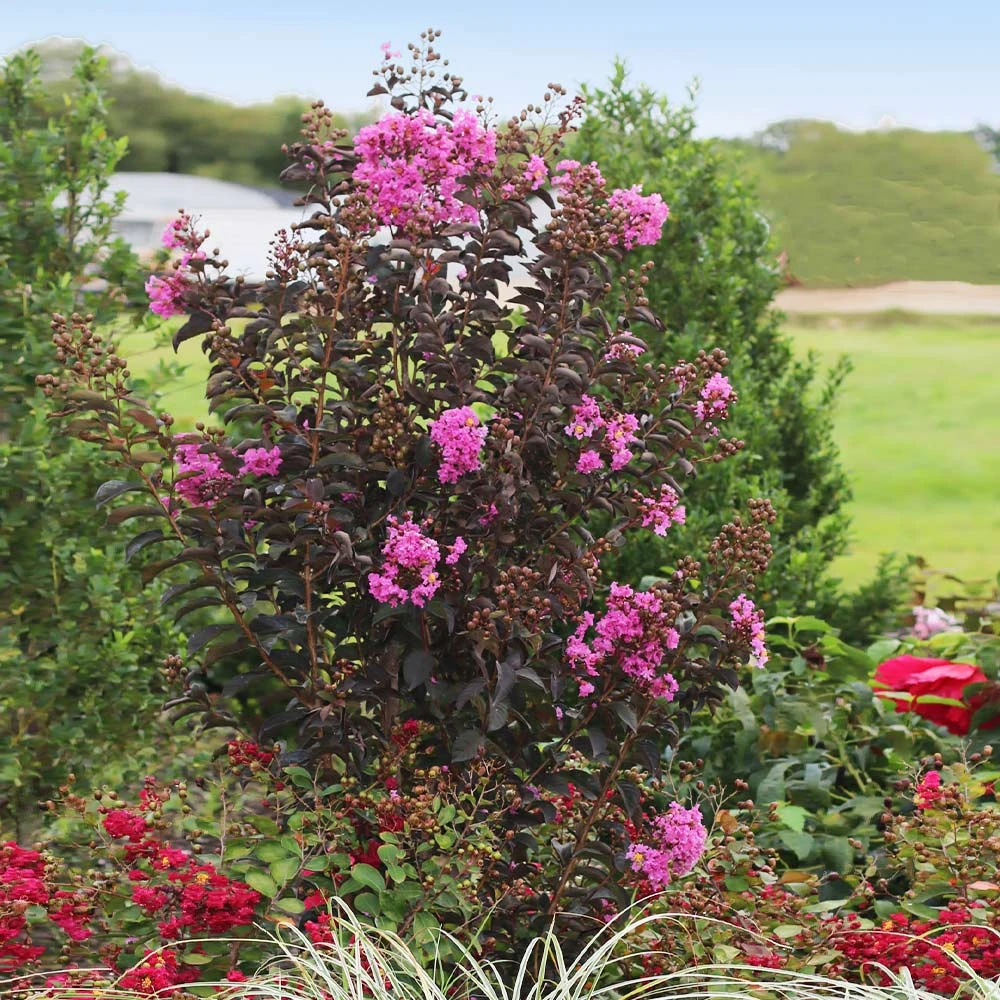 Black Diamond® Crape Myrtle - Purely Purple™ - Image 2
