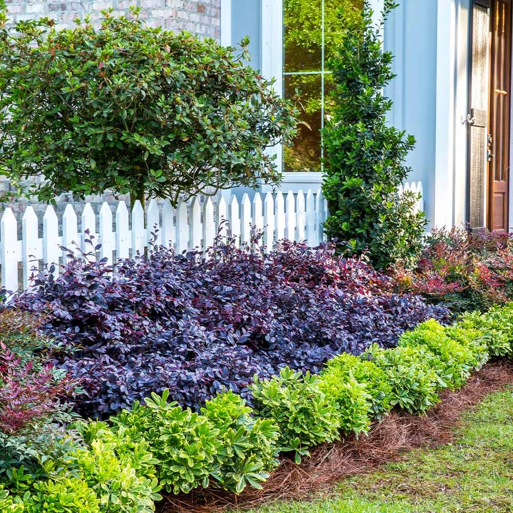 Purple Diamond® Semi-Dwarf Loropetalum - Image 2