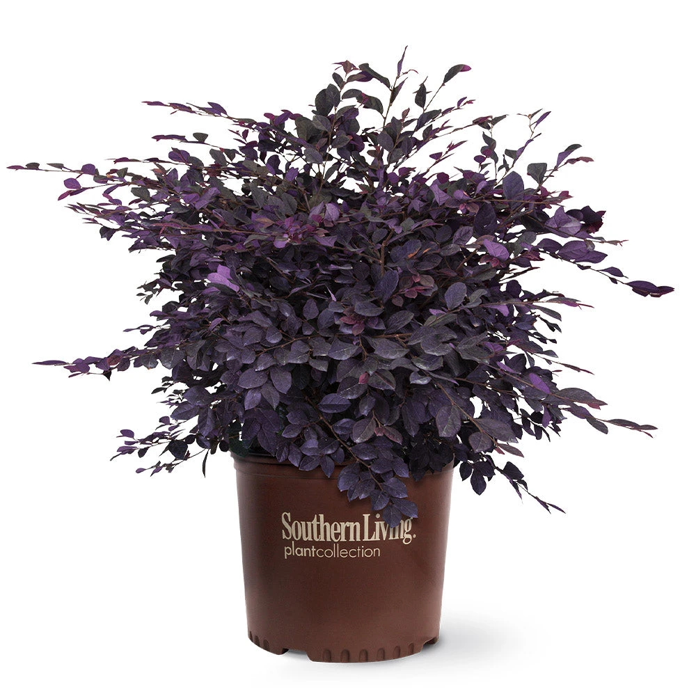 Purple Diamond® Semi-Dwarf Loropetalum - Image 5