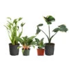 Rare House Plant Kit