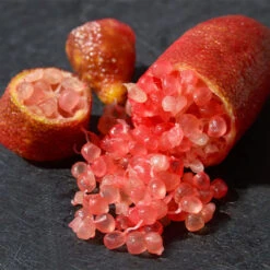 Red Finger Lime Tree