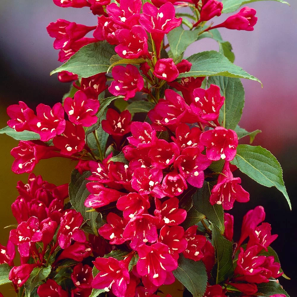 Red Prince Weigela Tree - Image 3