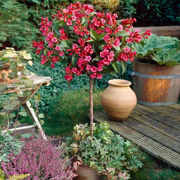Red Prince Weigela Tree