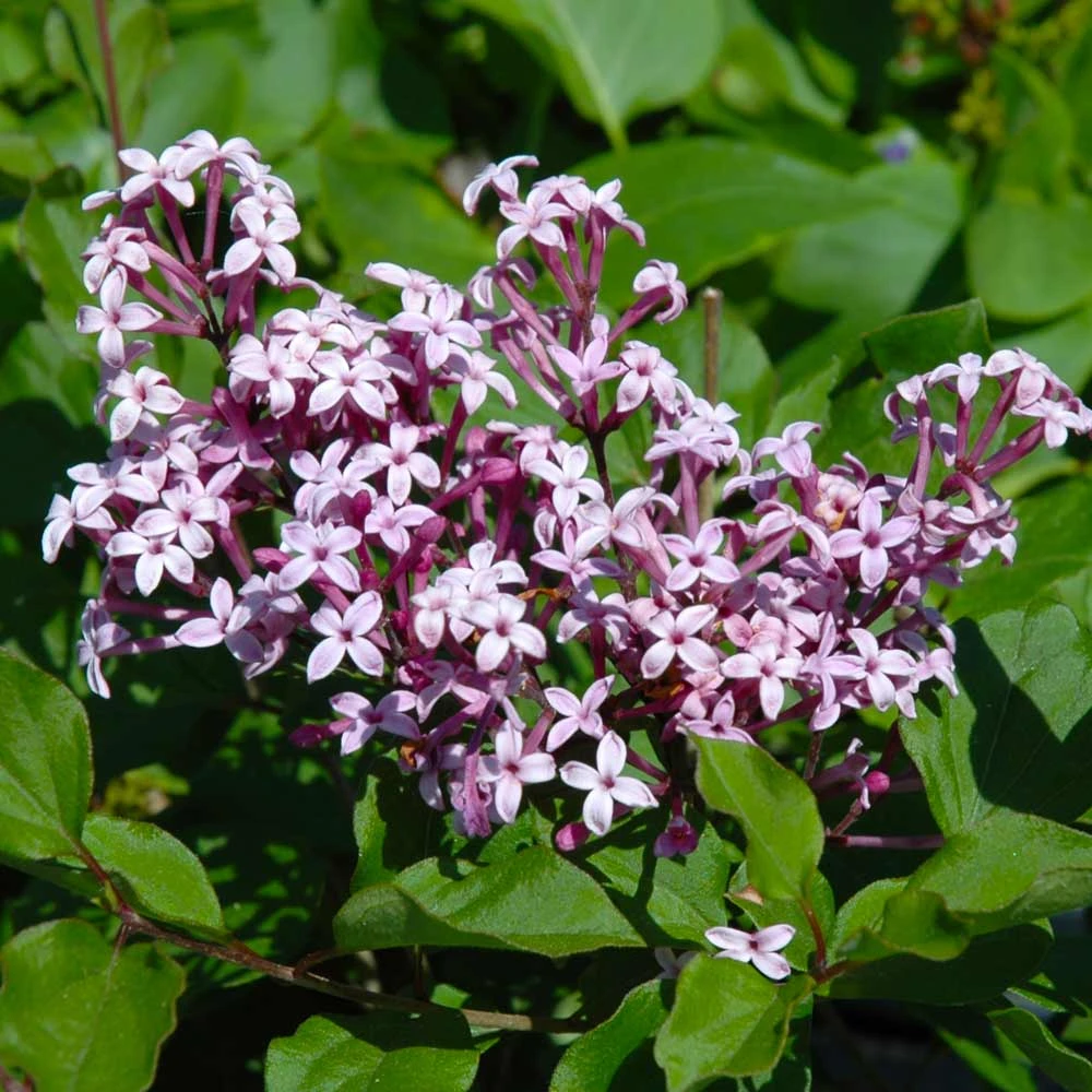 Red Pixie Lilac Tree - Image 2